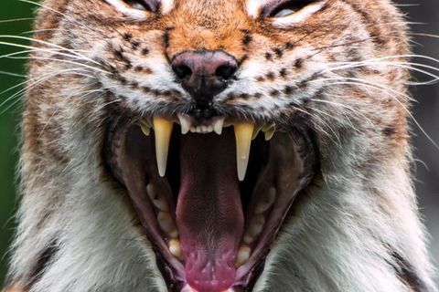 Luchs zeigt die Zähne