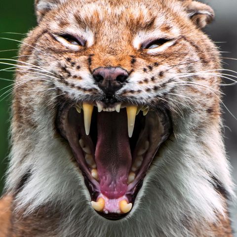 Luchs zeigt die Zähne