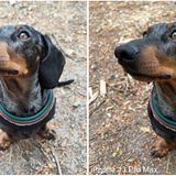 Ein Dackel im Kamera-Test Xiaomi Pro 12 gegen iPhone 13 Pro Max