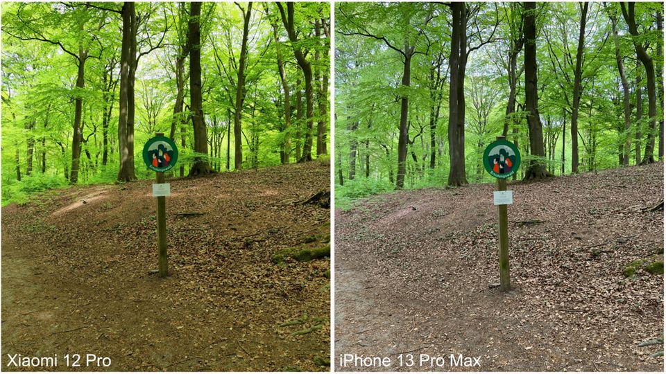 Ein Wald, fotografiert im Test Xiaomi Pro 12 gegen iPhone 13 Pro Max