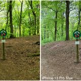Ein Wald, fotografiert im Test Xiaomi Pro 12 gegen iPhone 13 Pro Max