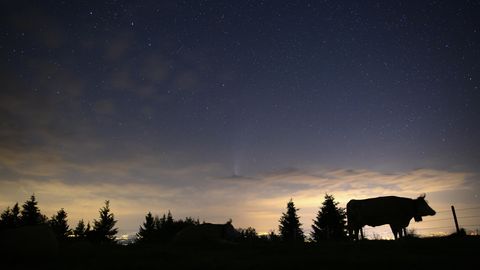 Kuh steht vor einem Nachthimmel