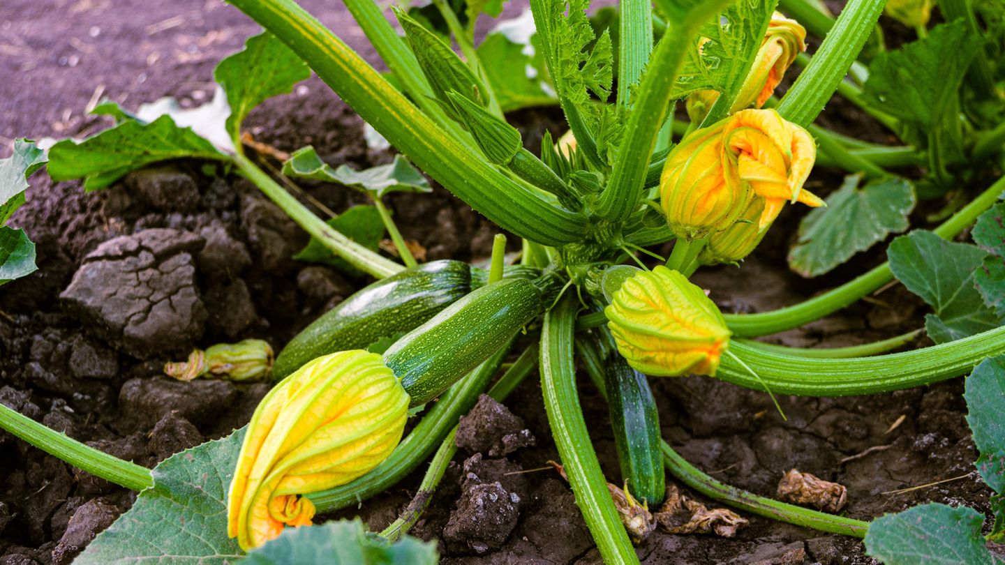 Gartentipps: Zucchini pflanzen: So kultivieren Sie den leckeren Allrounder richtig
