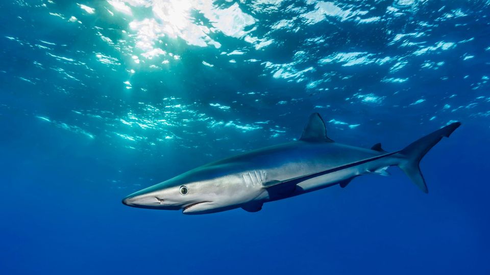Ein Blauhai im Ozean als Symbolfoto für Hai vor Mallorca