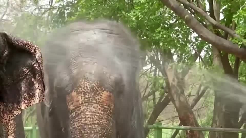 Video: Hitze in Indien: Zoo will Tieren helfen Video: Hitze in Indien: Zoo will Tieren helfen