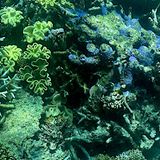 Aus der Nähe betrachtet sehen Teile des Riffs nicht mehr ganz so schön aus. 