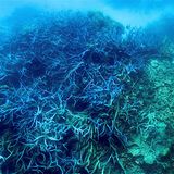 Die Erwärmung des Meerwassers setzt den Korallen zu.