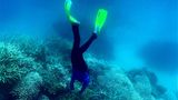 Hier begutachtet eine Taucherin den Zustand der Korallen im Great Barrier Reef.