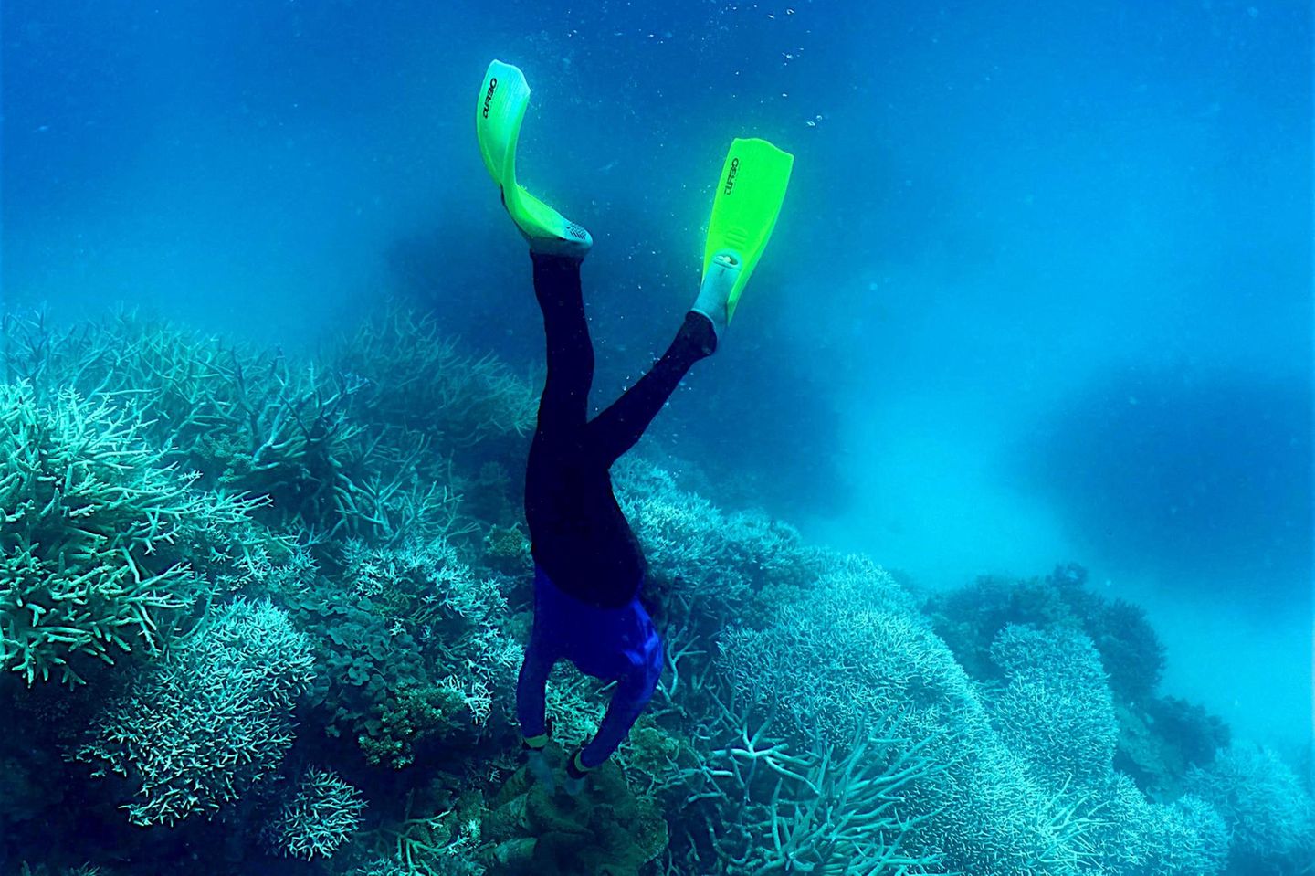 Hier begutachtet eine Taucherin den Zustand der Korallen im Great Barrier Reef.