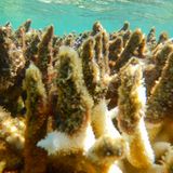 ... und stoßen die für ihre bunte Färbung verantwortlichen Algen ab, mit denen sie bei guten Bedingungen in einer Symbiose zusammenleben.