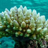 Und das ist die Folge: Korallenbleiche.