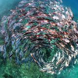 Gigantische Artenvielfalt