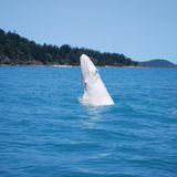 Weißes Buckelwal-Kalb springt beim Great Barrier Reef aus dem Wasser