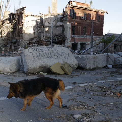 Ukraine: Hund vor einem zerstörten Haus in Mariupol