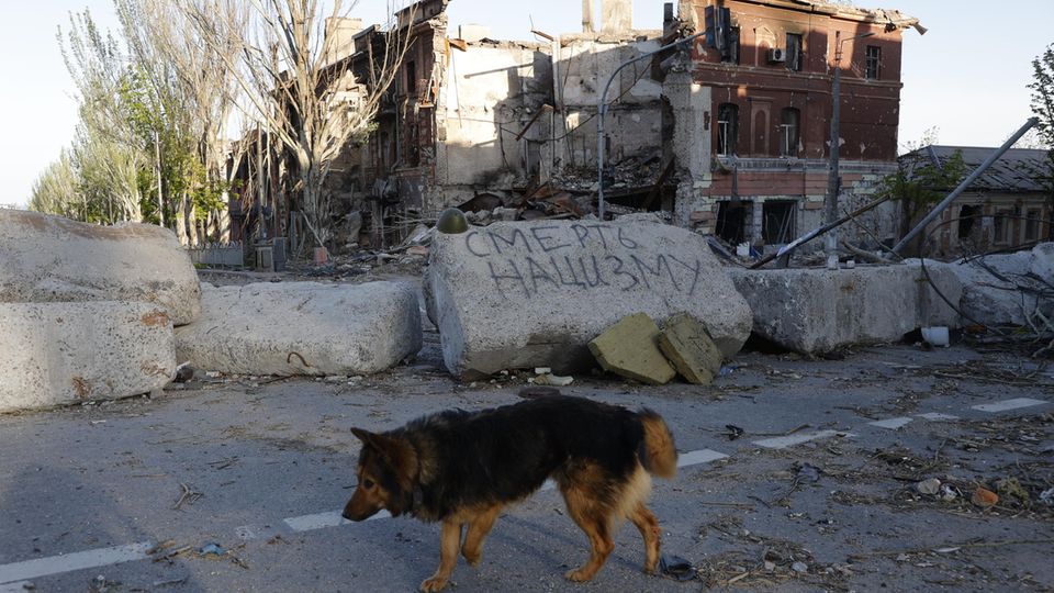 Ukraine: Hund vor einem zerstörten Haus in Mariupol