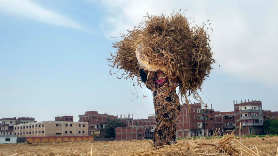 Eine ägyptische Bäuerin trägt ein Bündel Weizen auf einem Feld