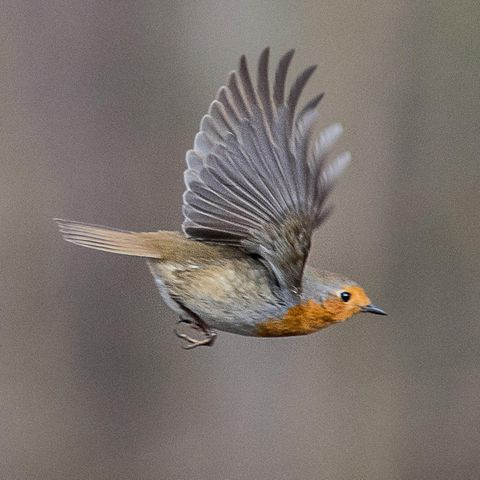 Nabu Stunde der Gartenvögel: Ein Rotkehlchen im Flug