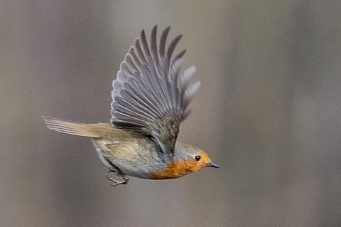 Nabu Stunde der Gartenvögel: Ein Rotkehlchen im Flug