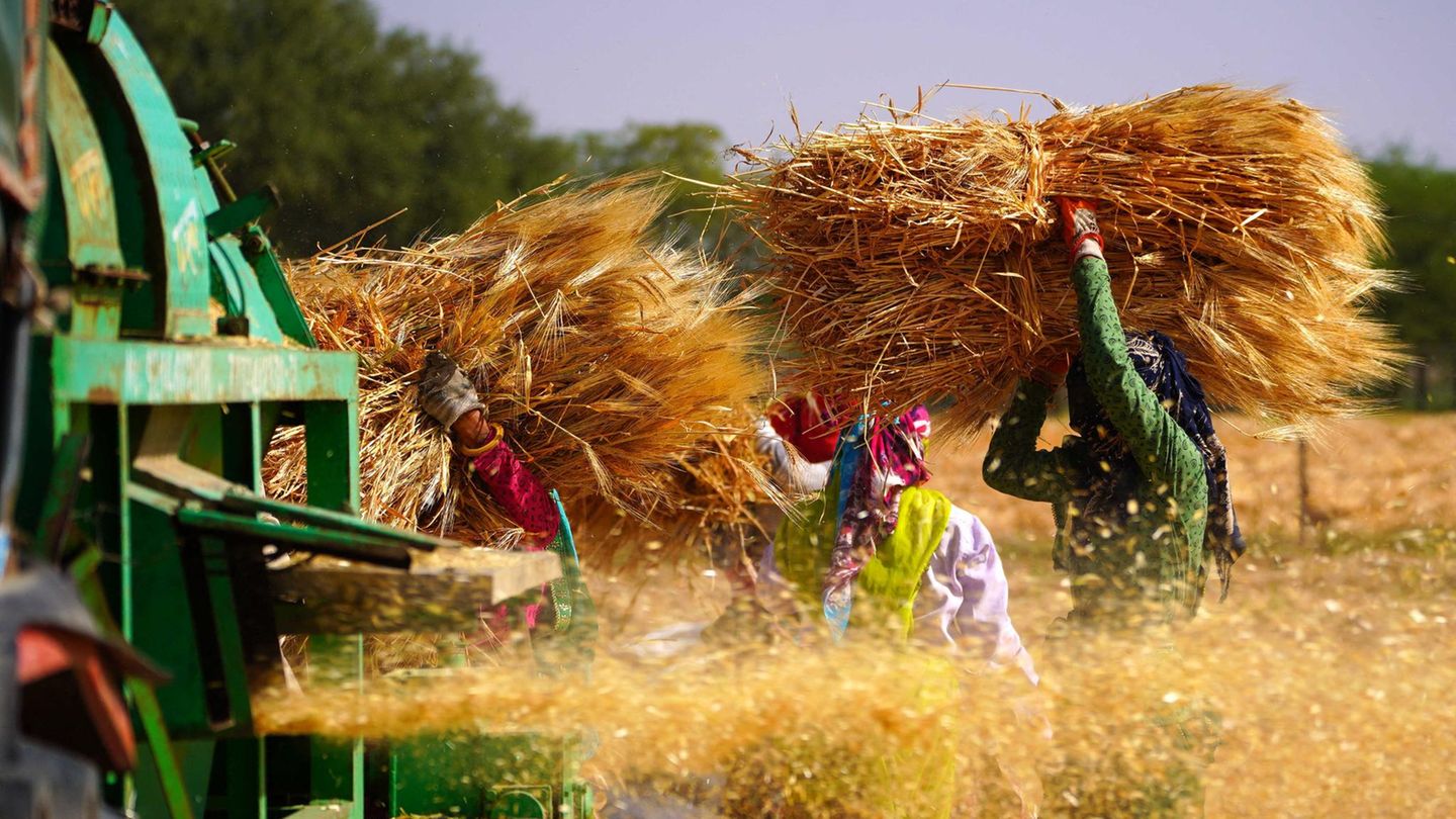 Weizenernte in Indien