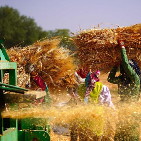 Weizenernte in Indien