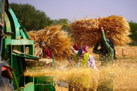 Weizenernte in Indien