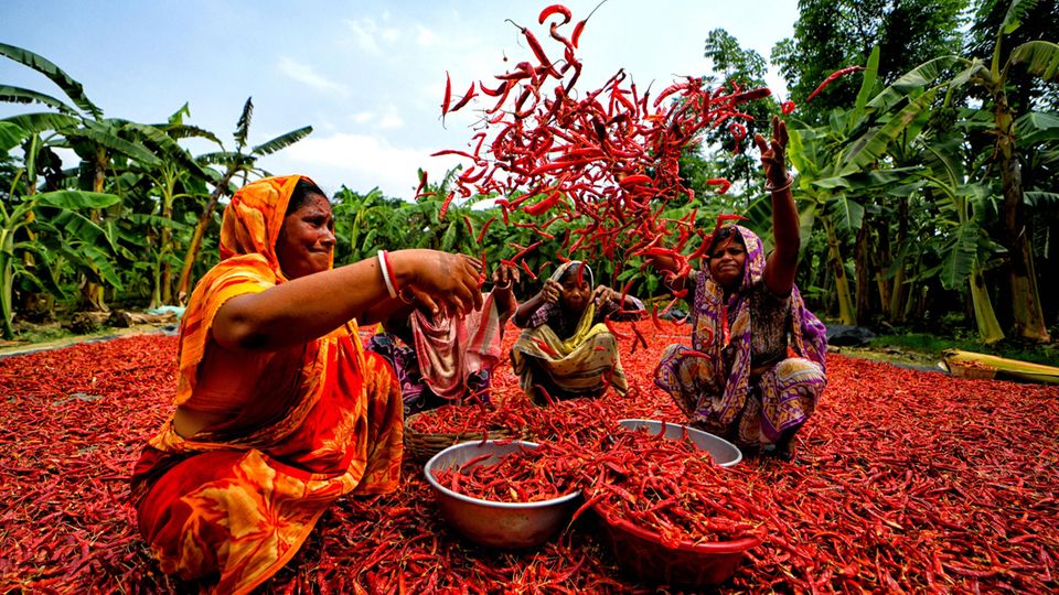 Hooghly, Indien. Ehe der Monsunregen kommt: An den Ufern des Ganges im Bundesstaat Westbengalen trocknen diese Frauen frisch geerntete Chilischoten, indem sie die Früchte täglich wenden.