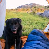 Ein Hund sitzt vor einem Zelt