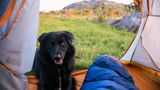 Ein Hund sitzt vor einem Zelt