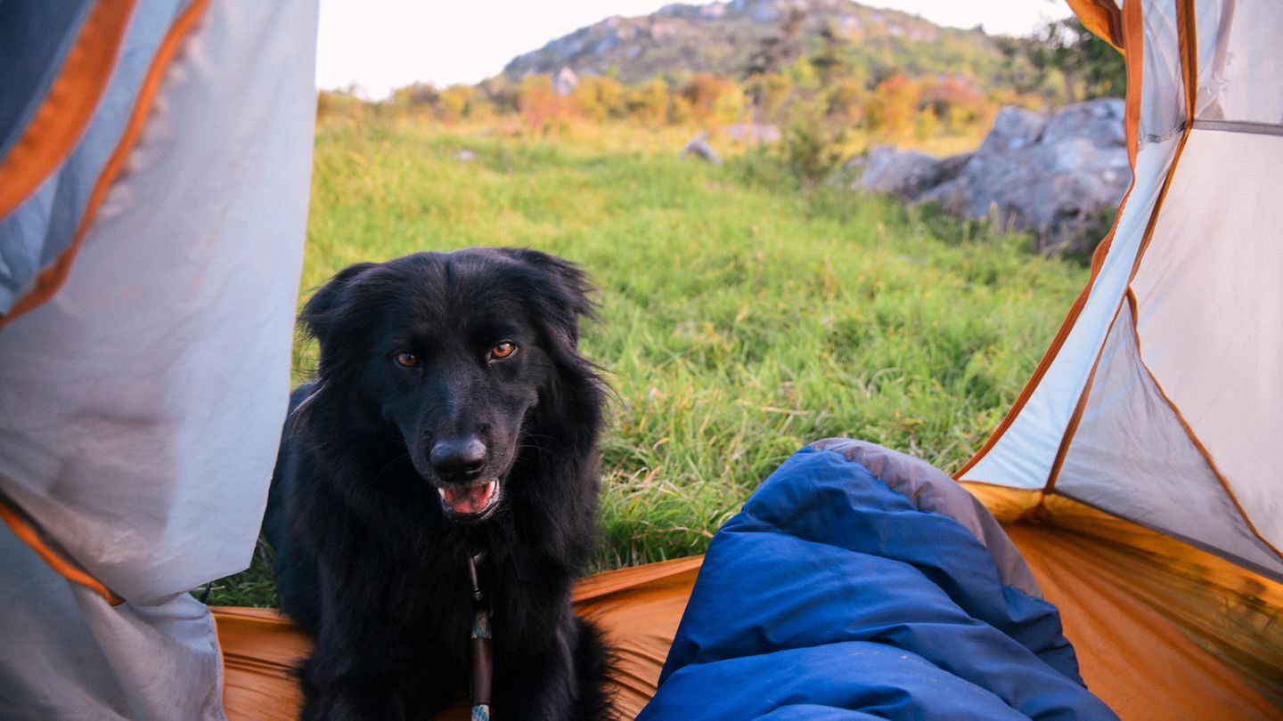 Checkliste für den Campingurlaub mit Hund: Tipps für Haustierbesitzer Ein Hund sitzt vor einem Zelt