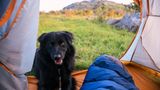 Ein Hund sitzt vor einem Zelt
