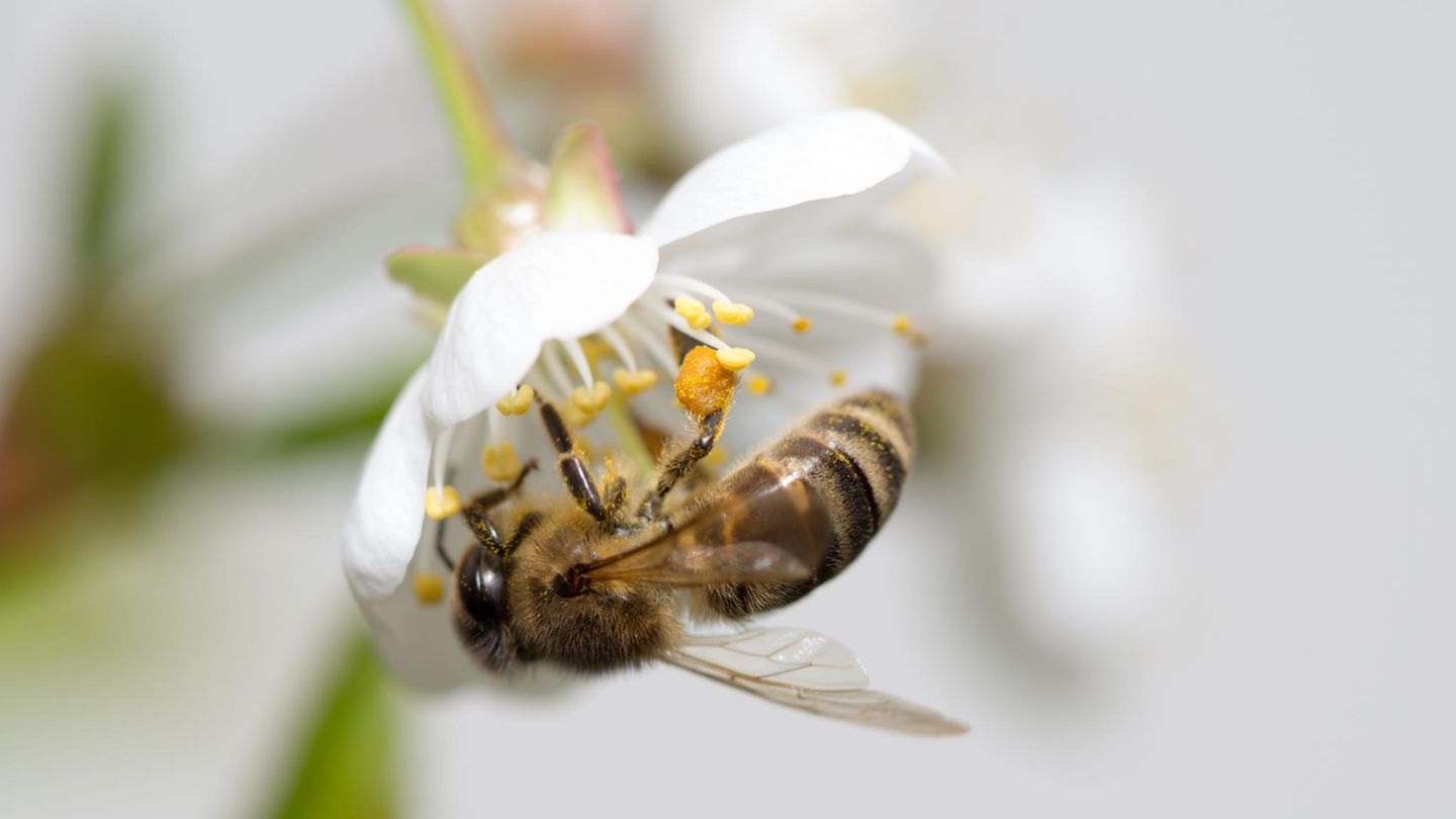 Es braucht keinen Garten, um Bienen, Hummeln und Co. bei der Nahrungssuche zu unterstützen, ein Balkon reicht aus.