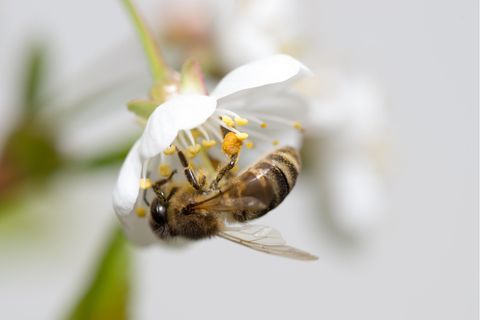 Es braucht keinen Garten, um Bienen, Hummeln und Co. bei der Nahrungssuche zu unterstützen, ein Balkon reicht aus.
