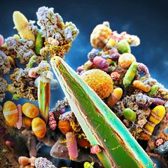 Bakterien der Darmflora auf menschlichem Kot