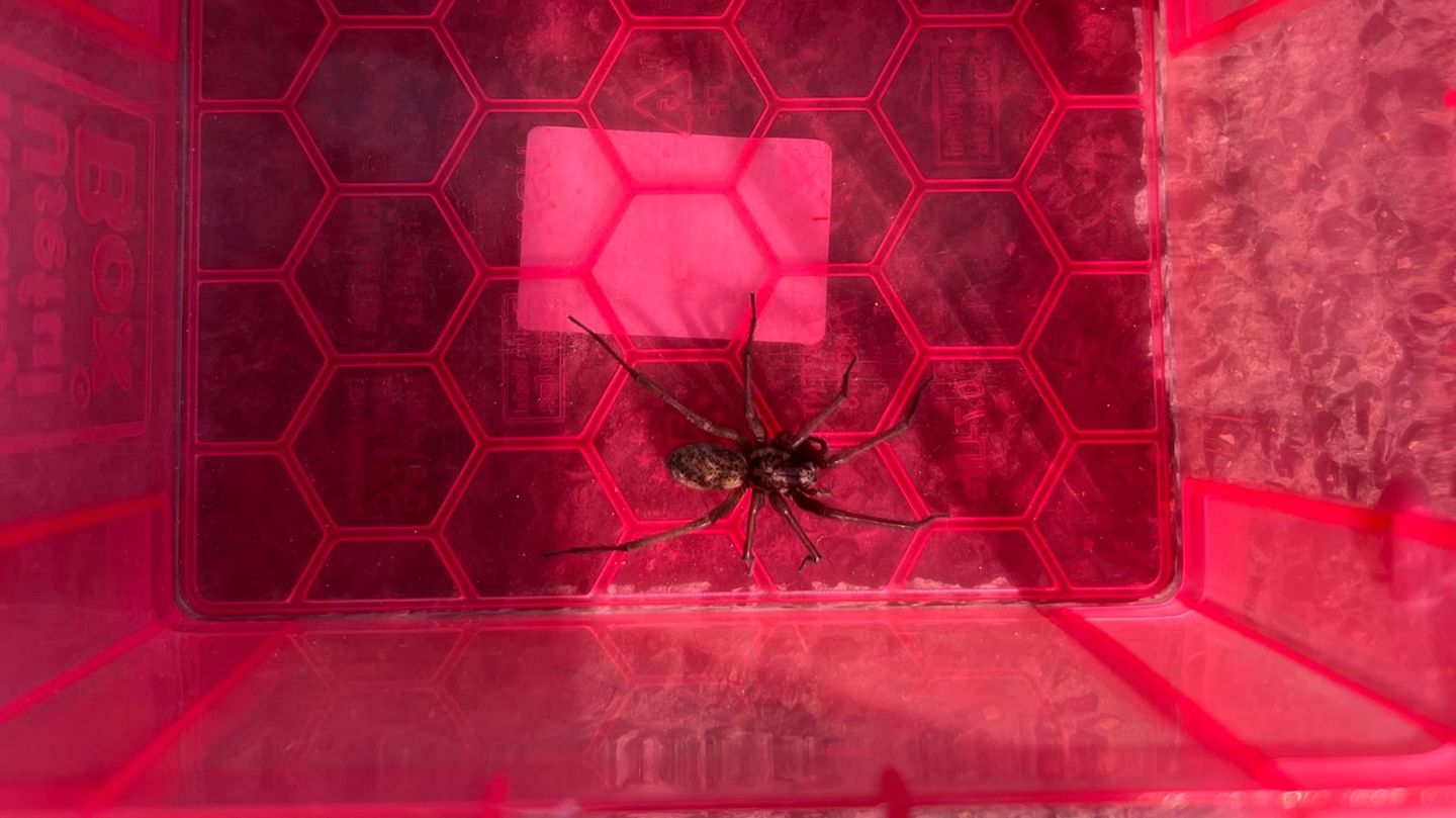 Polizei-Foto vom Einsatz auf der A7: die riesige Hausspinne in einer Box