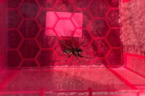 Polizei-Foto vom Einsatz auf der A7: die riesige Hausspinne in einer Box