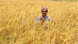 Ein Arbeiter erntet Reis auf einem Feld im Südosten des Landes