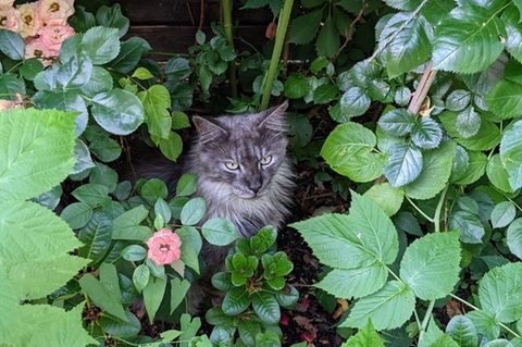 Eine graue Katze sitzt im Gebüsch