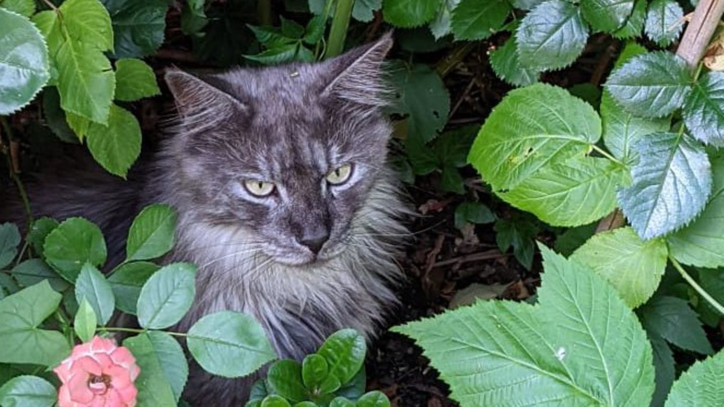 Eine graue Katze sitzt im Gebüsch