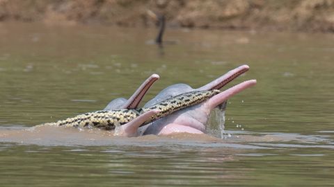 Bizarre Beobachtung: Flussdelfine spielen mit Anaconda