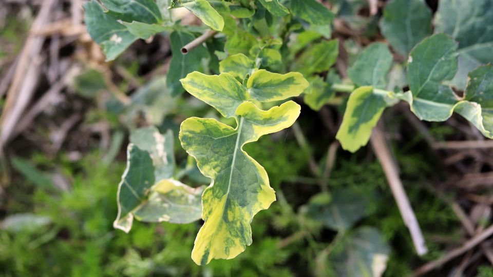 Pflanze mit gelben Blättern wegen Nährstoffmangel