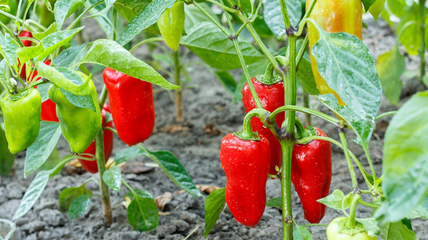 Gartenipps: Paprika pflanzen: Wie man die sensiblen Sonnenanbeter zum Reifen bringt
