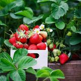 Erdbeeren in einem Korb
