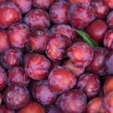 Pflaumen liegen nebeneinender