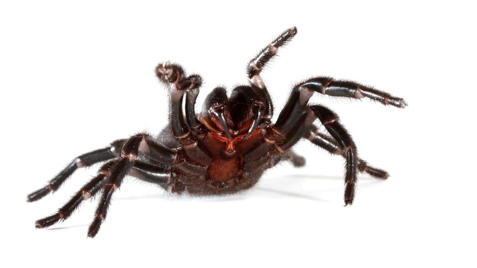 Eine Spinne richtet sich auf und streckt ihre vorderen Beine in die Luft