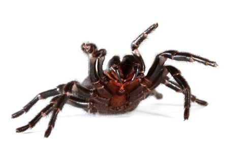 Eine Spinne richtet sich auf und streckt ihre vorderen Beine in die Luft