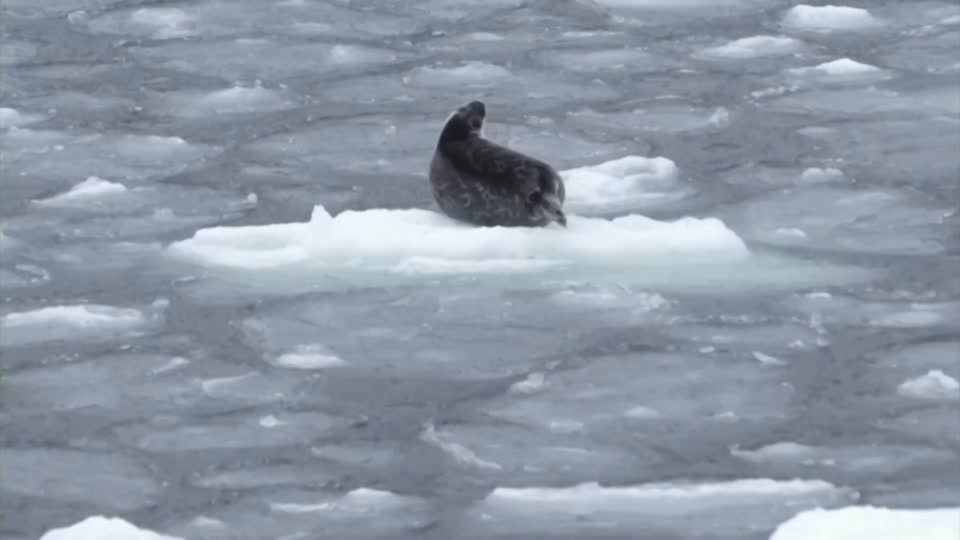 Video: Klimareport: Rekordwärme in den Weltmeeren