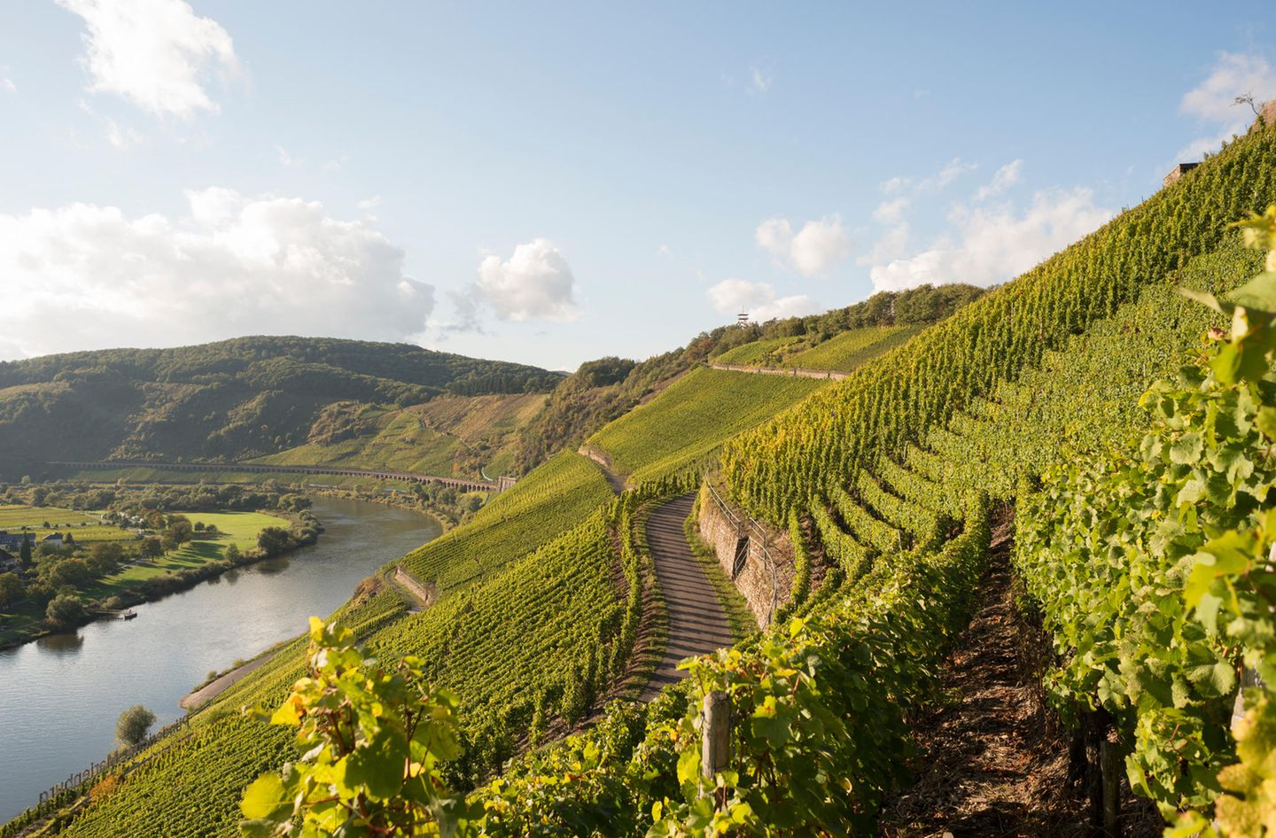 9-euro ticket: Enjoy wine with a view of the vineyards of the Moselle valley during the train journey Enjoy wine with a view of the vineyards of the Moselle valley during the train journey