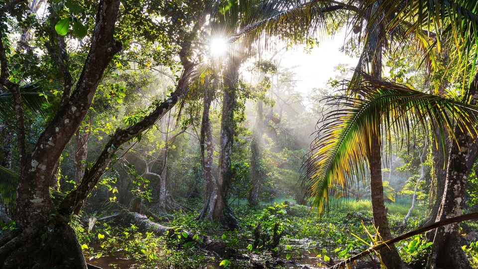 Amazonas – ist die "Klimaanlage der Erde" noch zu retten?