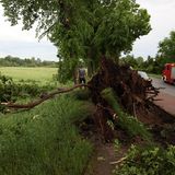 Entwurzelter Baum am Straßenrand