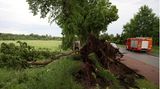 Entwurzelter Baum am Straßenrand